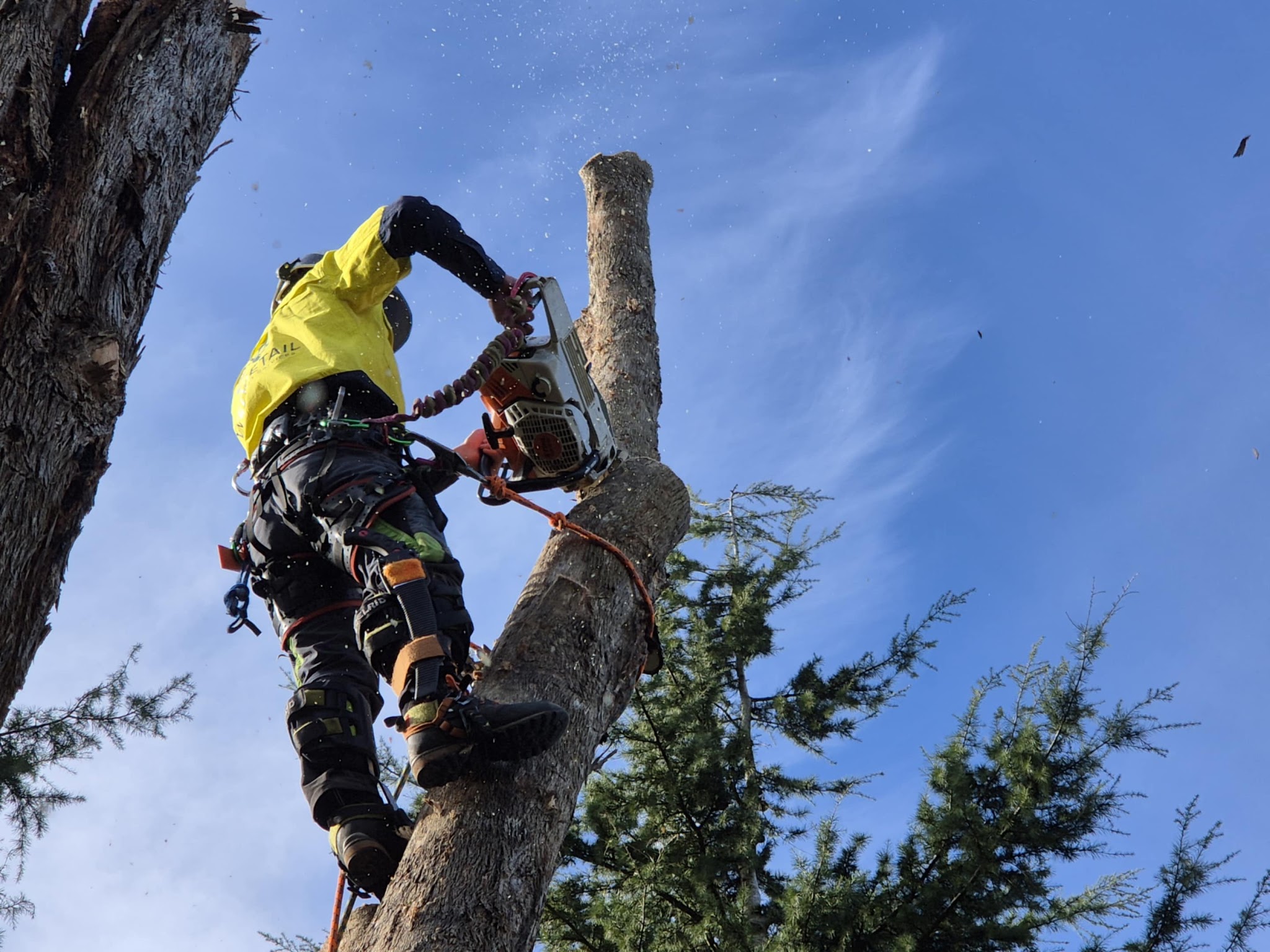 Climbing arborist high in a eucalypt cutting a spar against a blue Healesville sky