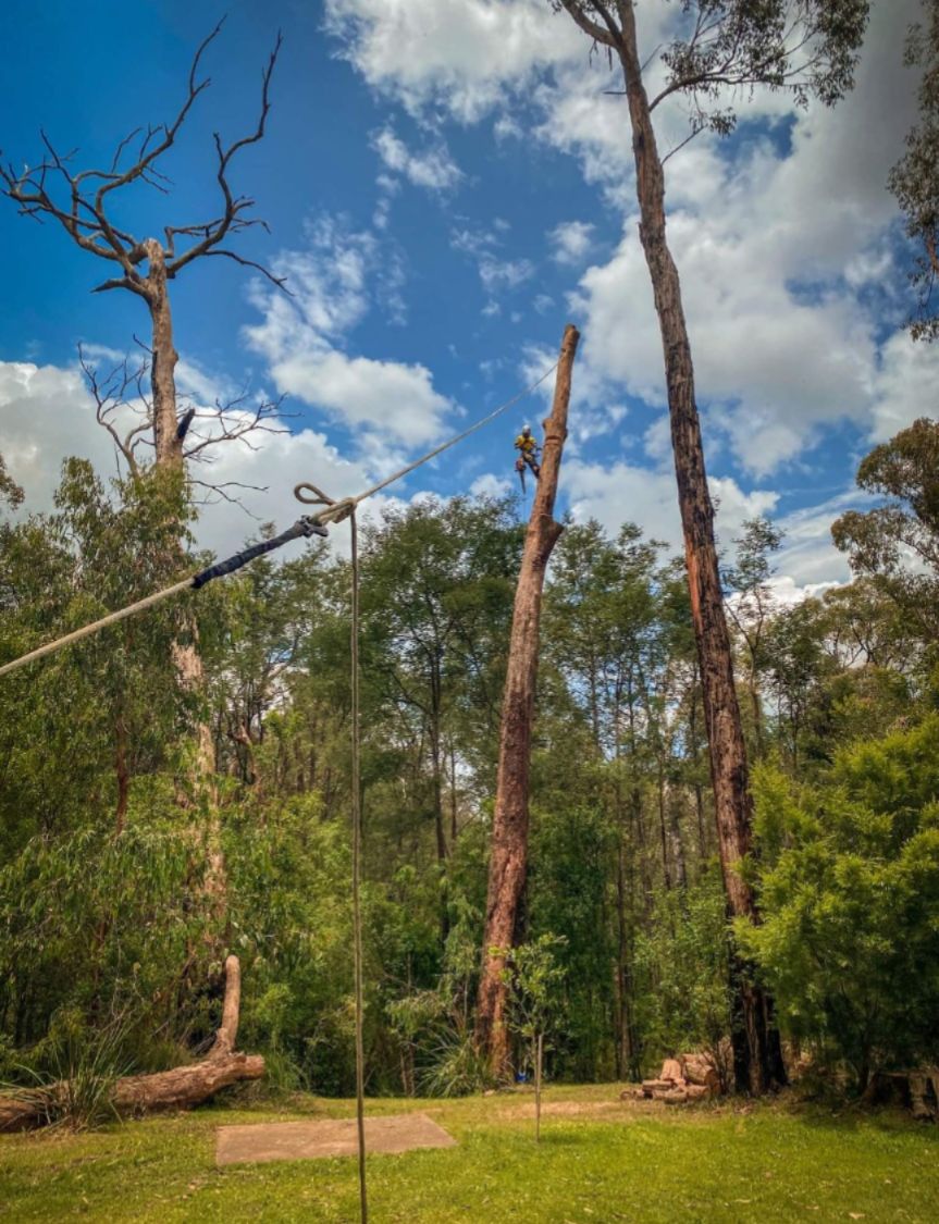 A stripped spar held on a rigging rope in Yarra Valley bushland