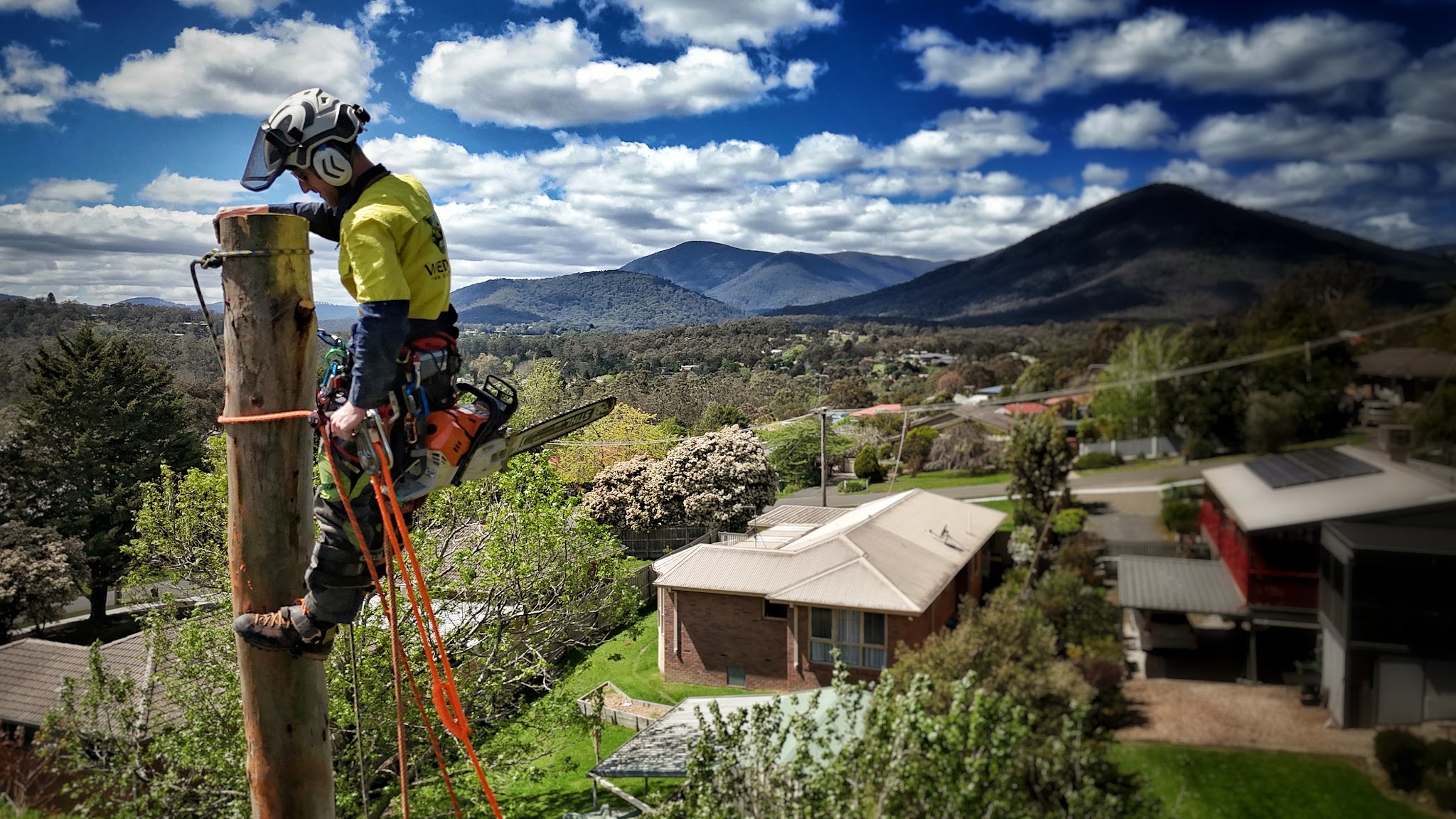 Wedgetail Tree Services climbing arborist on a cut spar above the Yarra Valley at Healesville