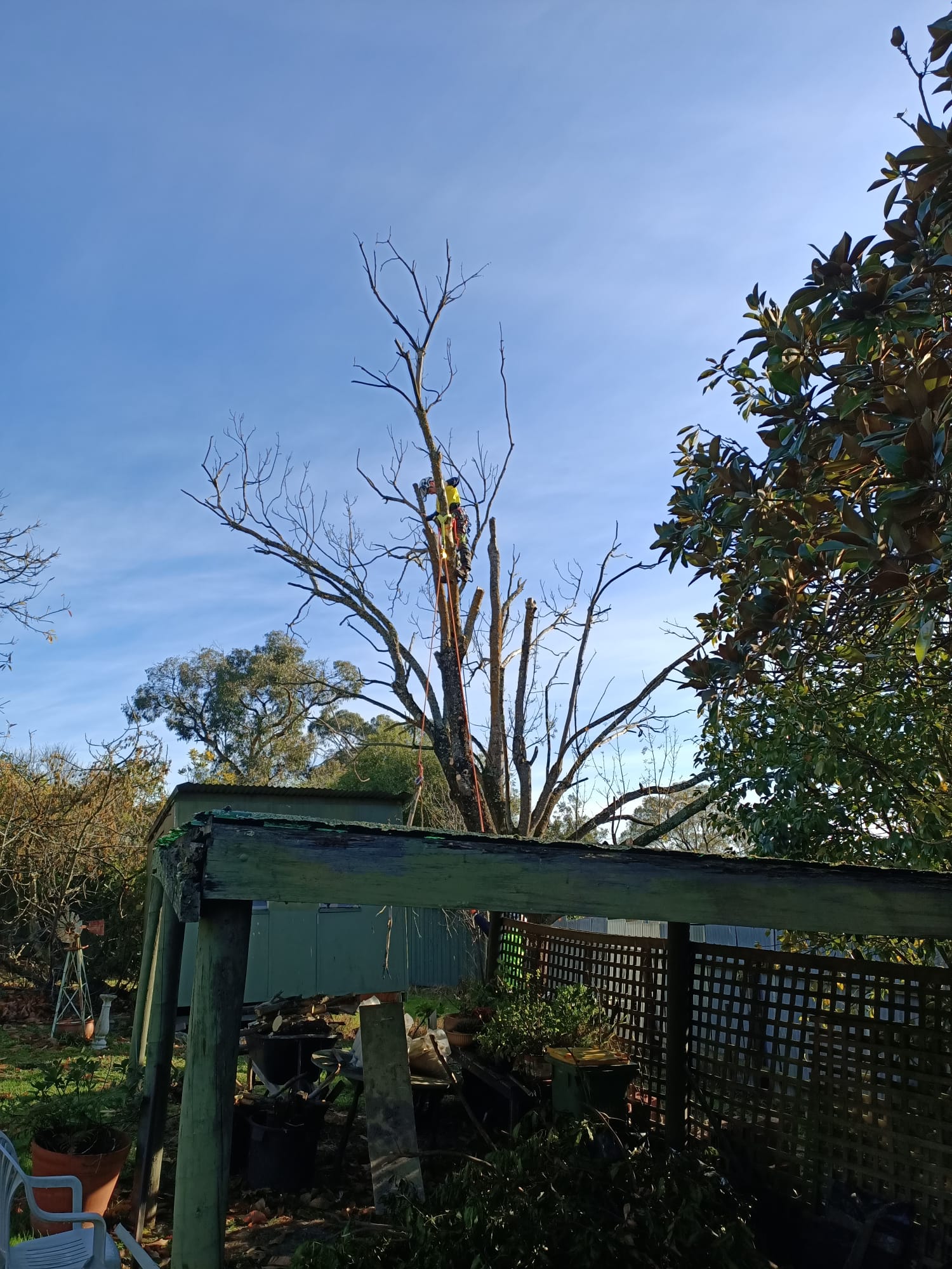 Arborist roped into a bare tree directly above a garden shed and pergola