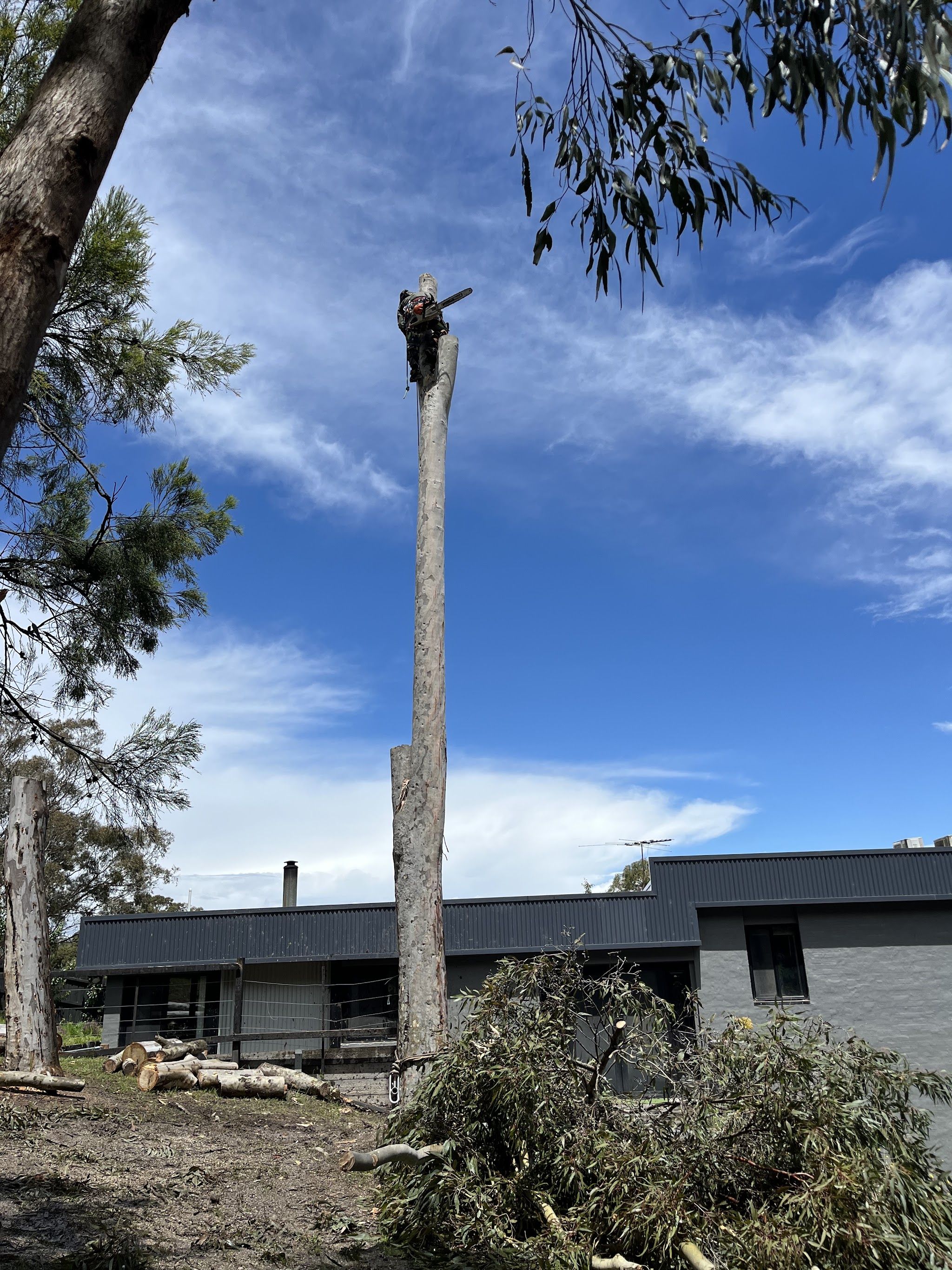 A tall tree being taken down in sections beside a house, cut rounds stacked below