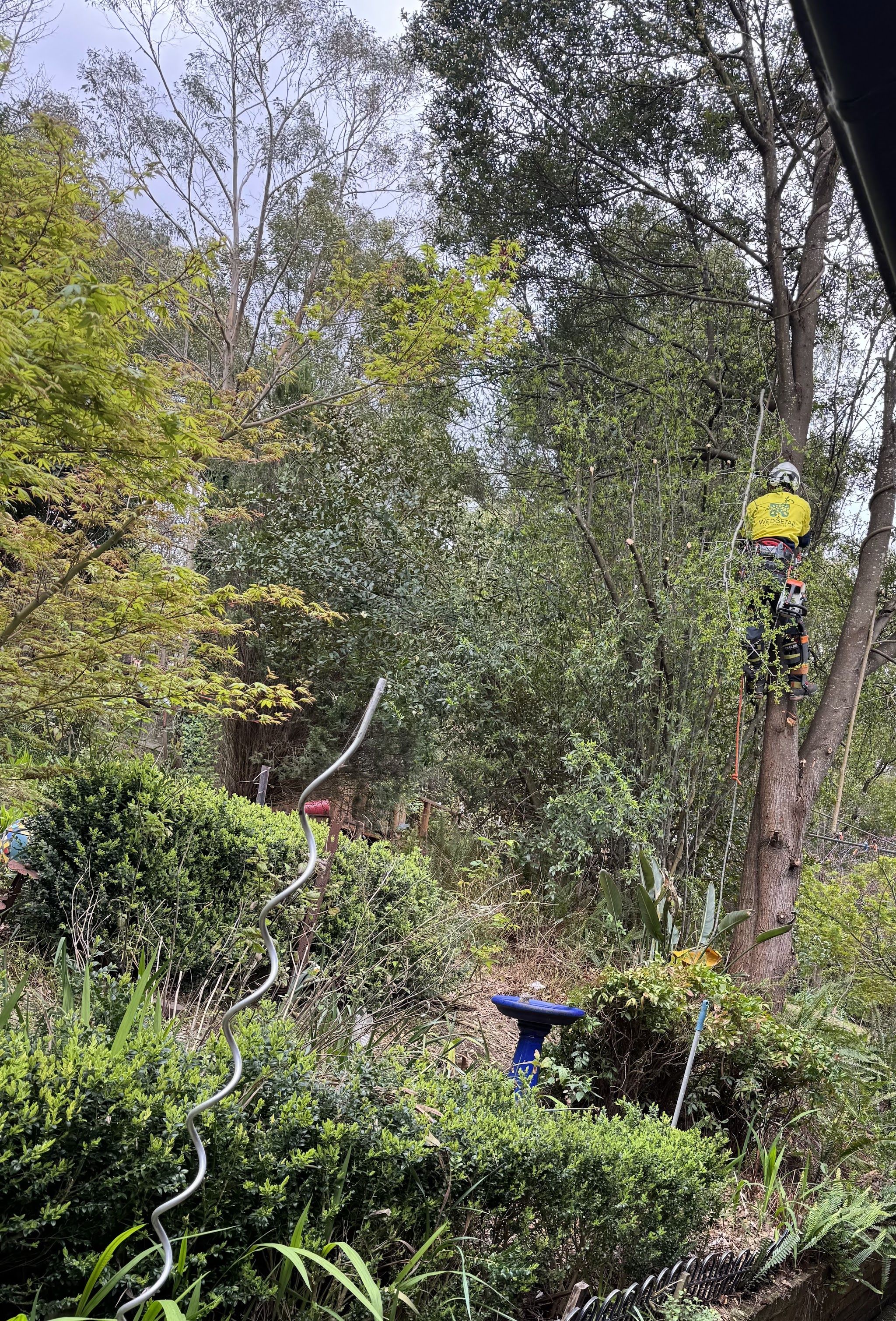 Arborist roped into a tree in an established Healesville garden