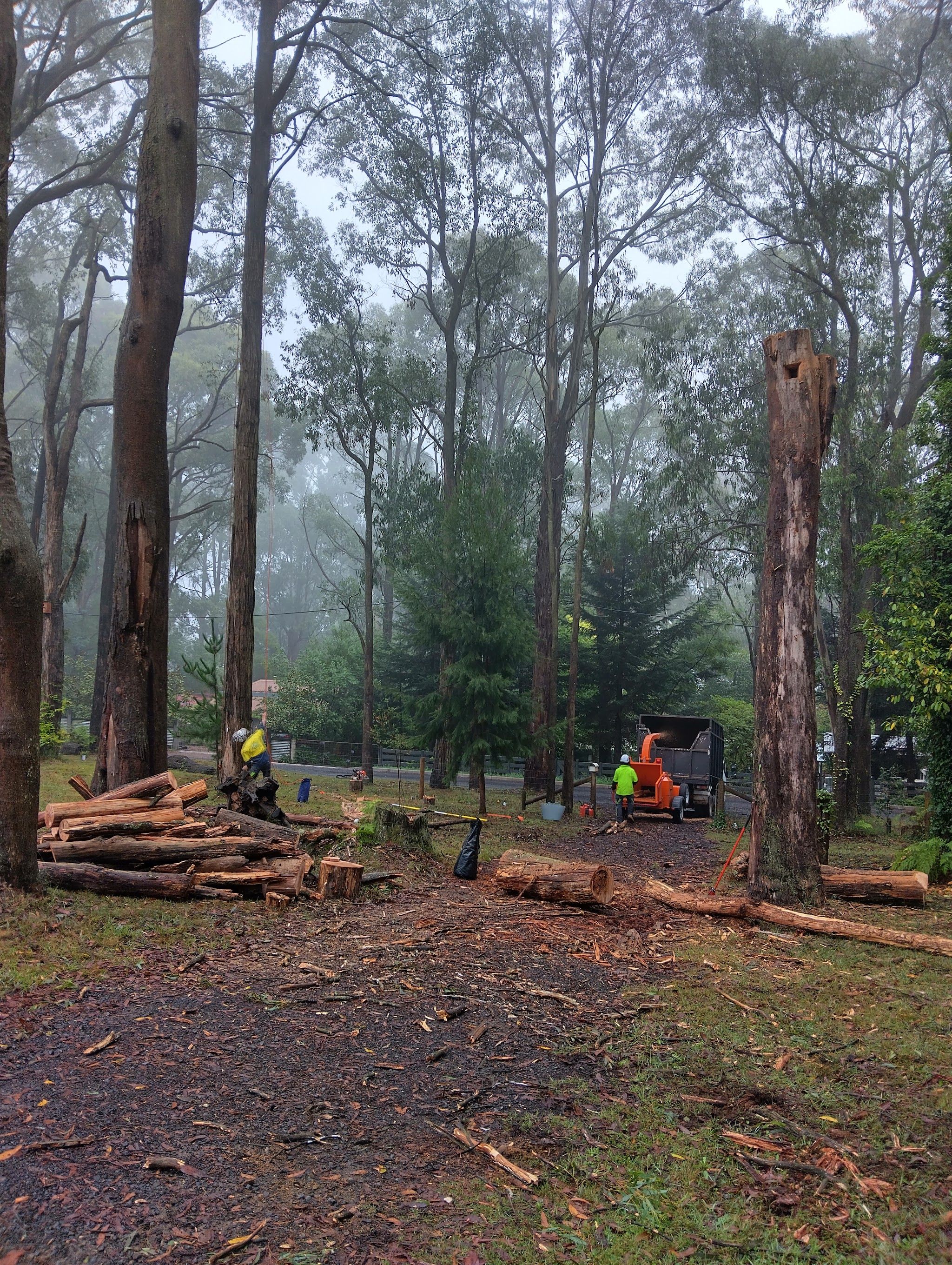 Two crew, the chipper and the tipper truck on a misty job site with split timber stacked